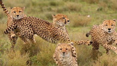 Photo of Maasai Mara Game Reserve: Affordable Safaris